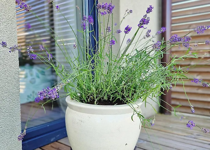 Pajurio Provansas Apartman Palanga